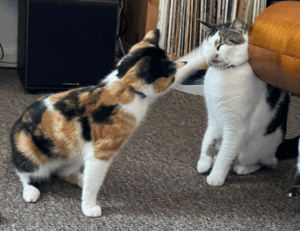 fix code susbluezilla