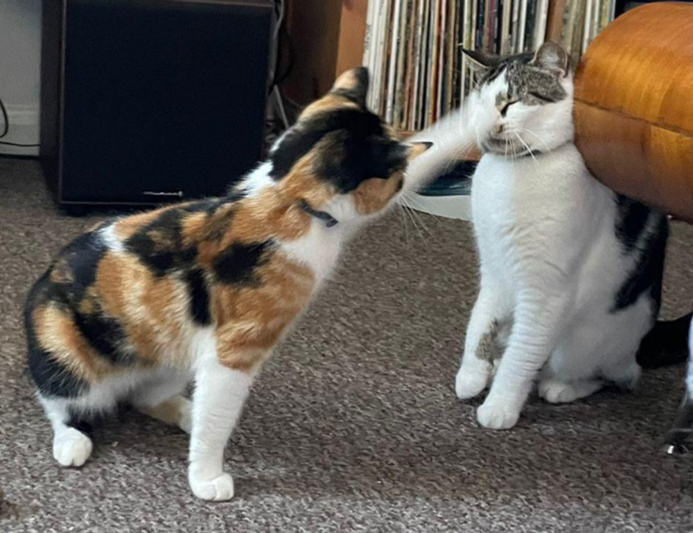 fix code susbluezilla