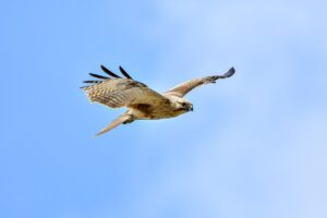 how can shotscribus software be protected