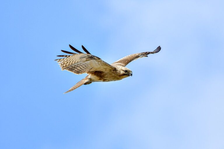 how can shotscribus software be protected