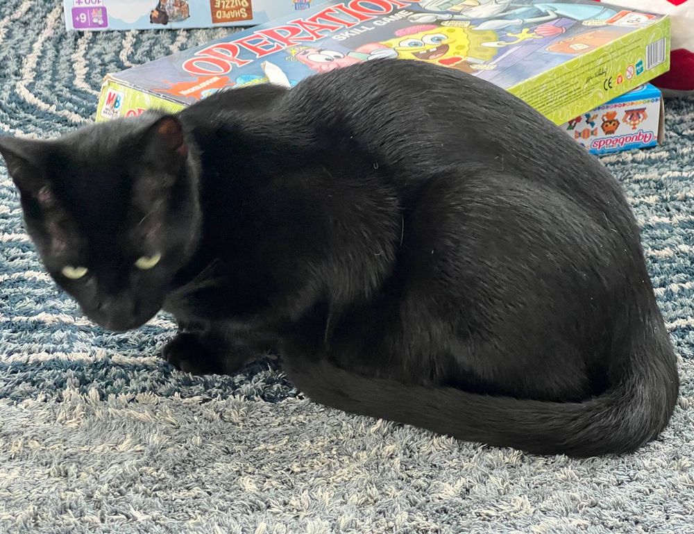 how to apply zosisfod eyebrow pencil