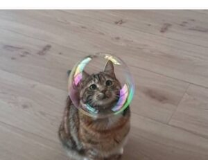 shotscribus software upgrade