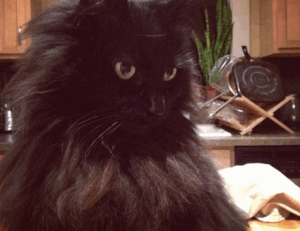 software bug llusyep python