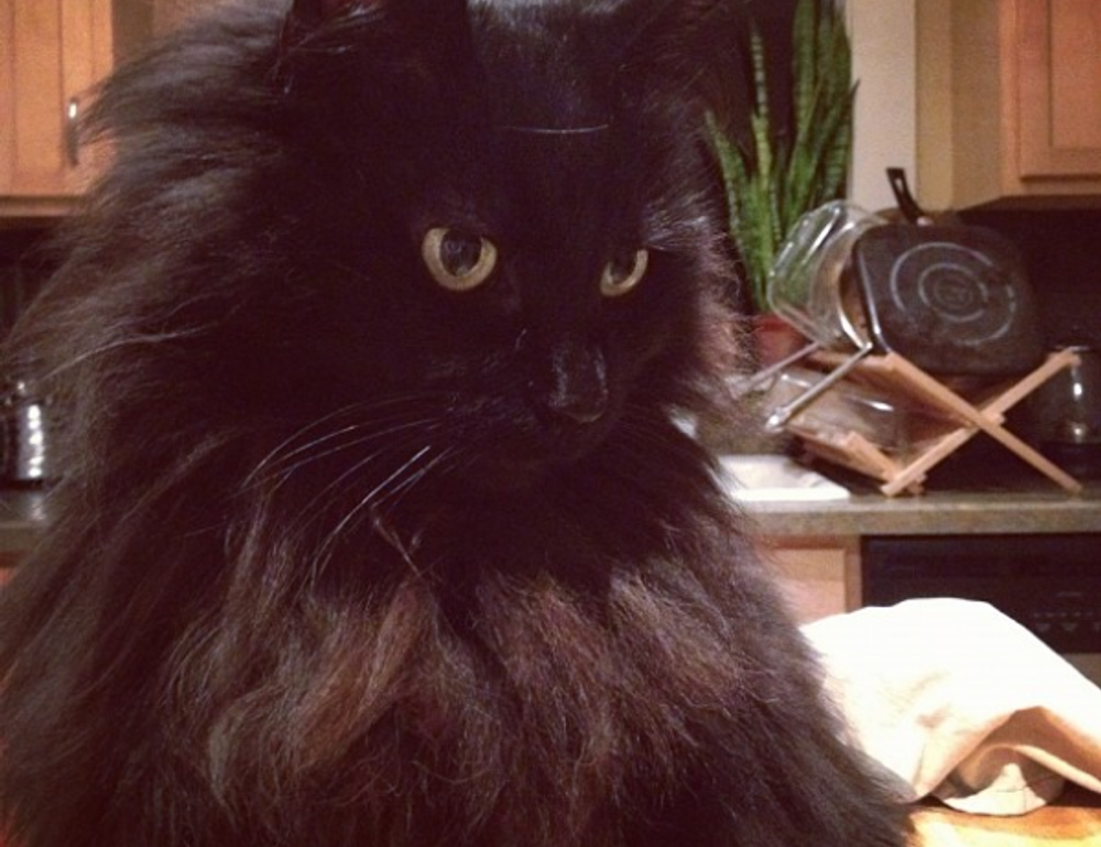 software bug llusyep python