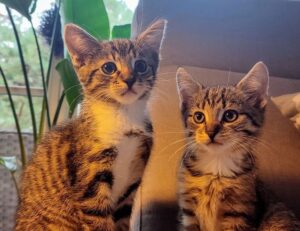 software dowsstrike2045 python update