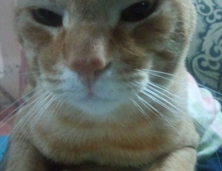 to visit havajazon waterfall