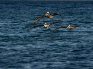 cobrando ando imagen