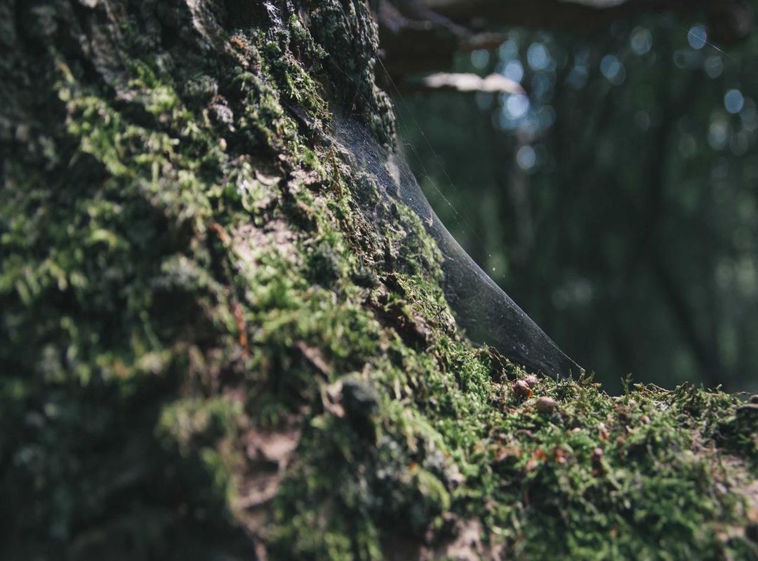 Your First Drawing: A Step-by-Step Guide to Sketching Colt